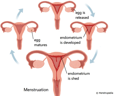 Why Your Period Is Not A Code Red